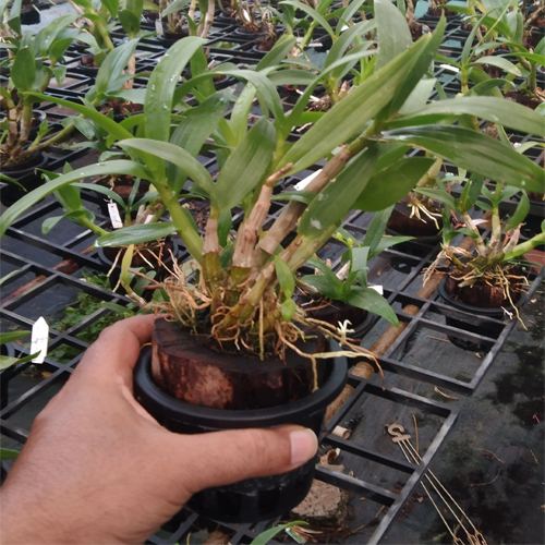 Dendrobium Yaya Compactum B S Dendrobium Yaya Compactum B S